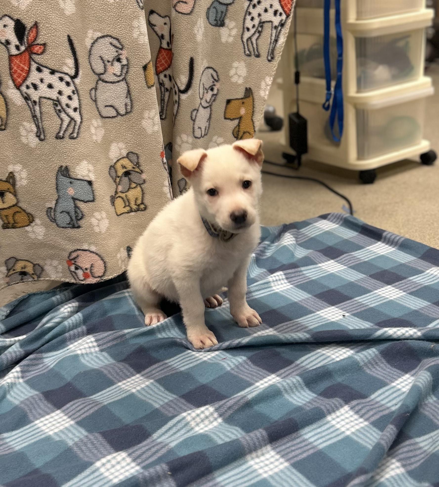Enlarge MAGENTA ~ Puppy from the news (Video), an adopted mixed breed in Ashland, OH image 6/6