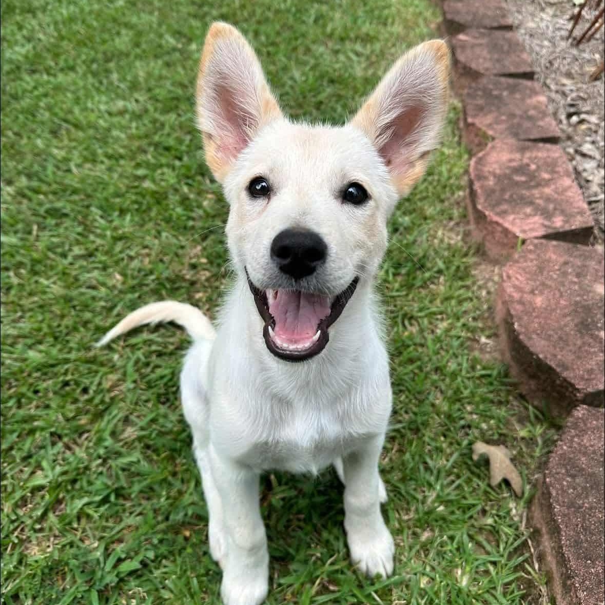 Toby