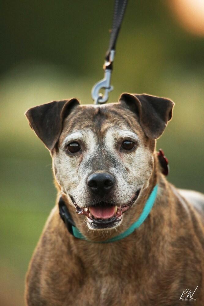 Enlarge Debbie, a Adoptable Catahoula Leopard Dog in Lone Oak, TX image 1/6