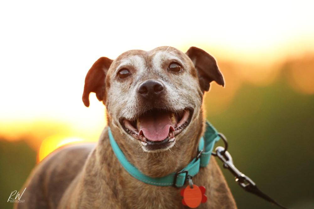 Enlarge Debbie, a Adoptable Catahoula Leopard Dog in Lone Oak, TX image 2/6