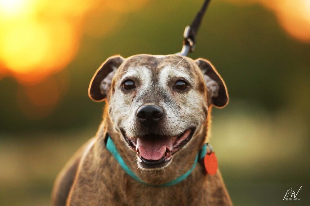Enlarge Debbie, a Adoptable Catahoula Leopard Dog in Lone Oak, TX image 4/6