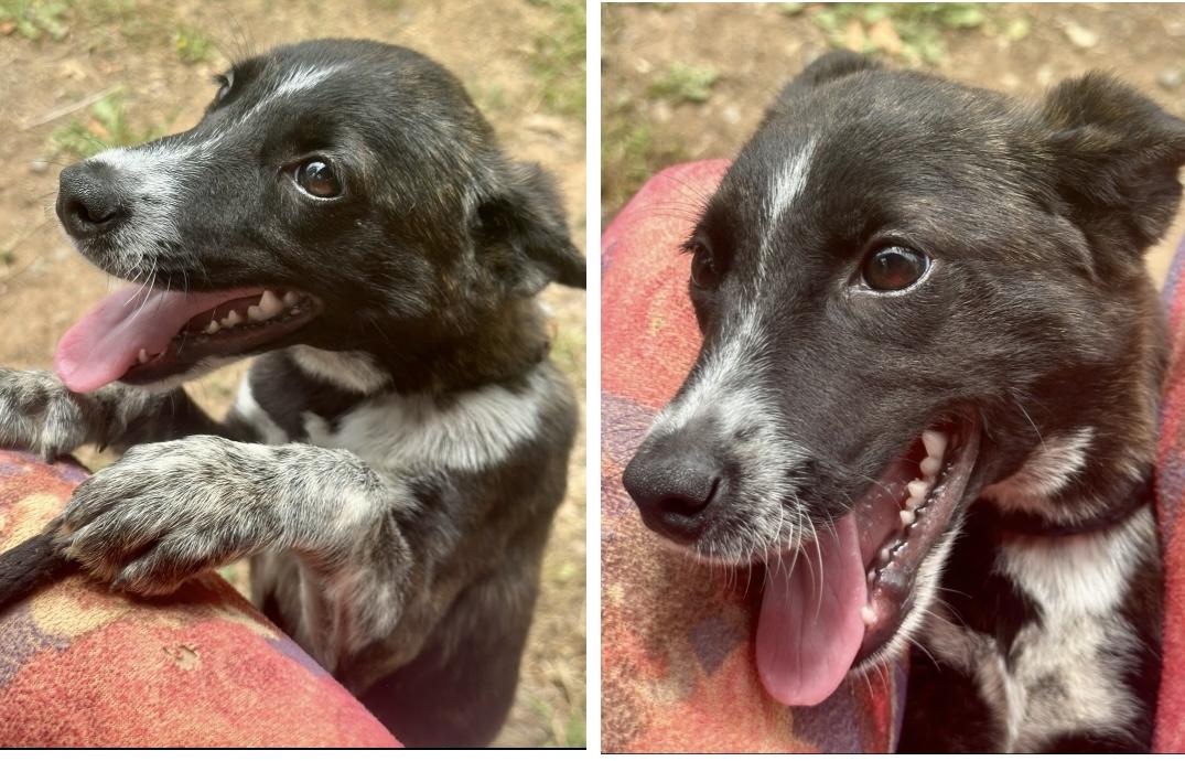 Lolita, Baby Female Australian Cattle Dog / Blue Heeler
