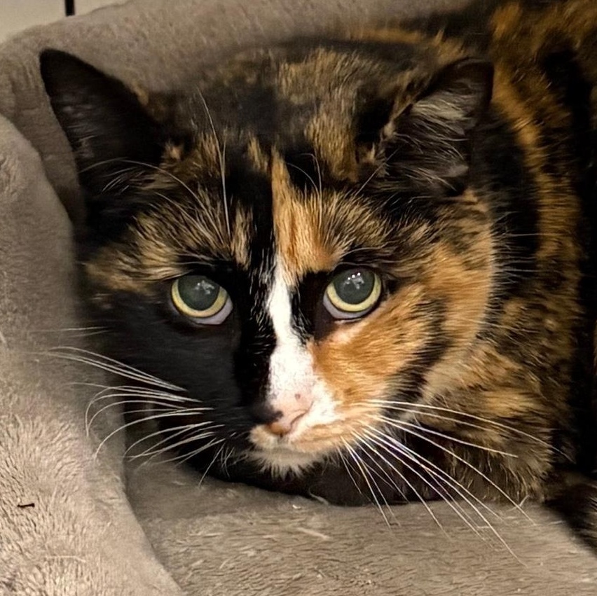 Enlarge Patches, a Adoptable Domestic Short Hair in Beaufort, SC image 2/4