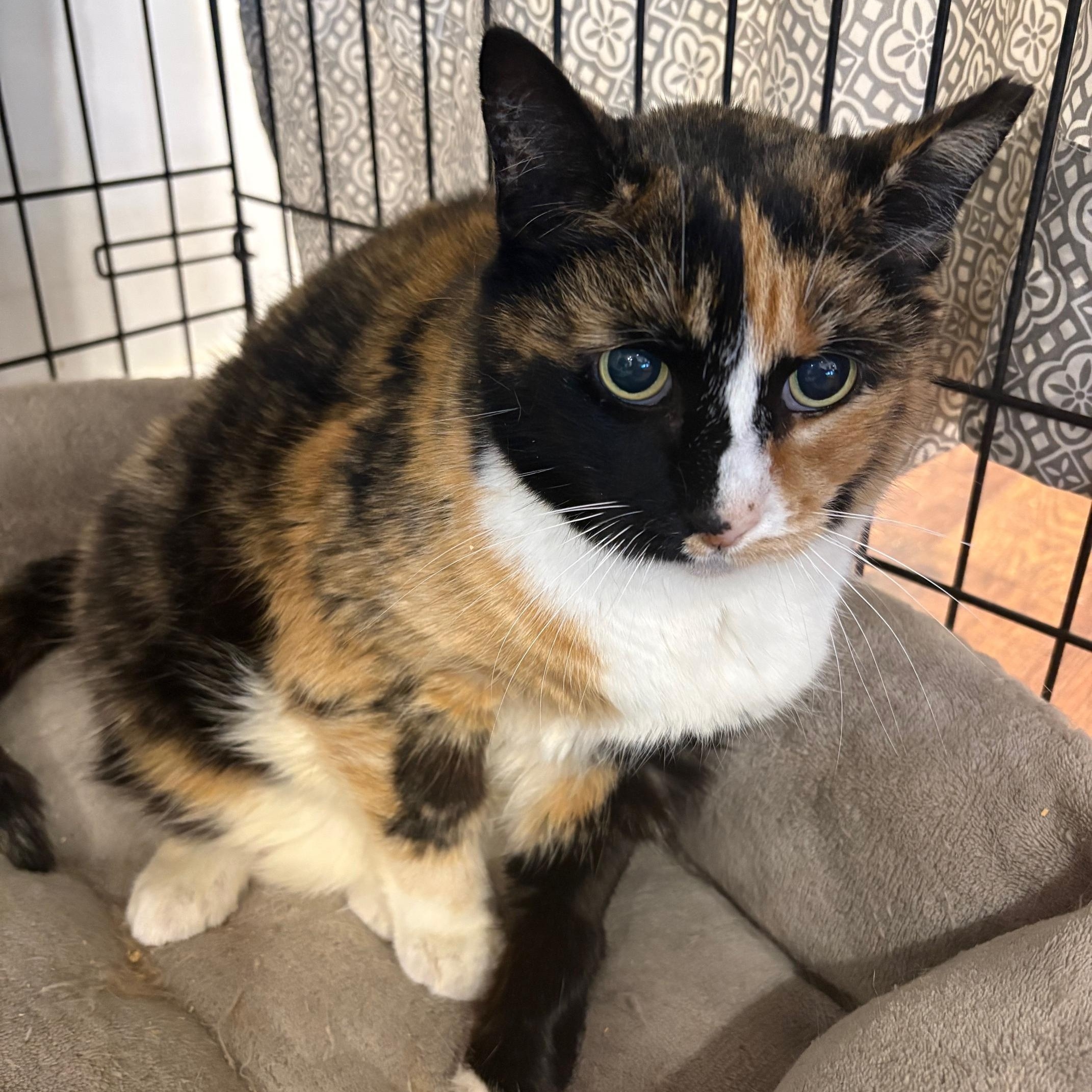 Enlarge Patches, a Adoptable Domestic Short Hair in Beaufort, SC image 4/4