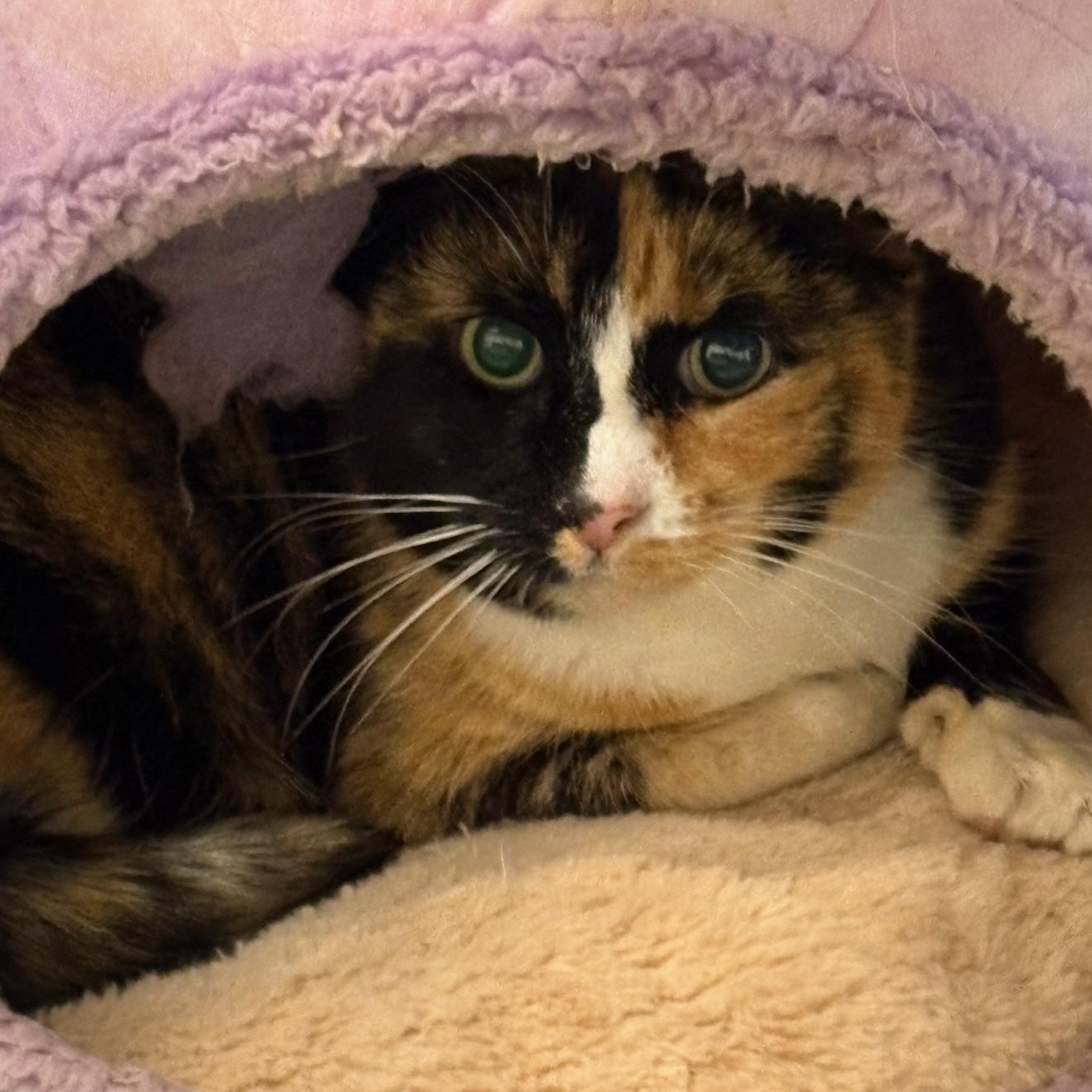 Enlarge Patches, a Adoptable Domestic Short Hair in Beaufort, SC image 3/4