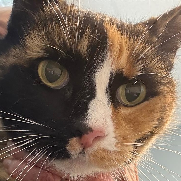 Patches, Adoptable, Senior Female Domestic Short Hair.