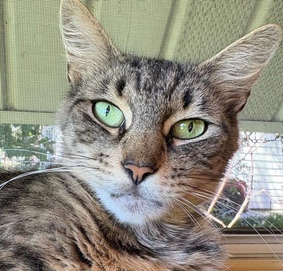 Perry, Adoptable, Adult Female Domestic Medium Hair.