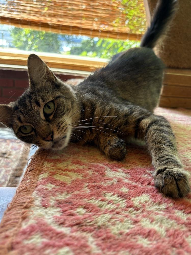 Enlarge Perry, a Adoptable Domestic Medium Hair in New Woodstock, NY image 2/3