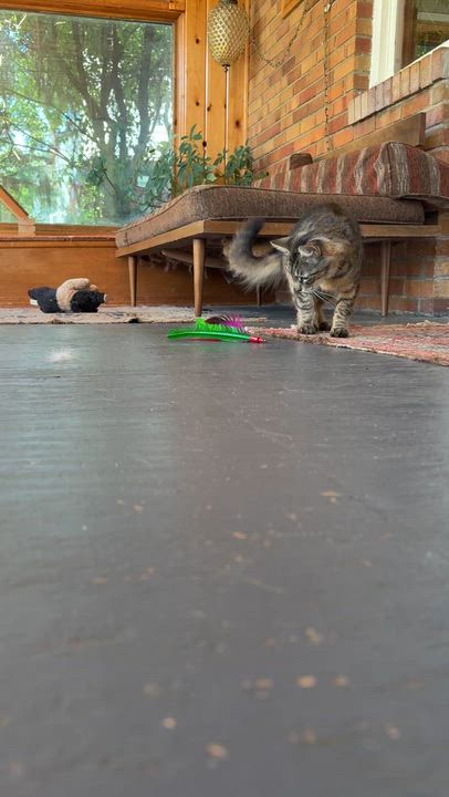 Enlarge Perry, a Adoptable Domestic Medium Hair in New Woodstock, NY video 3/3