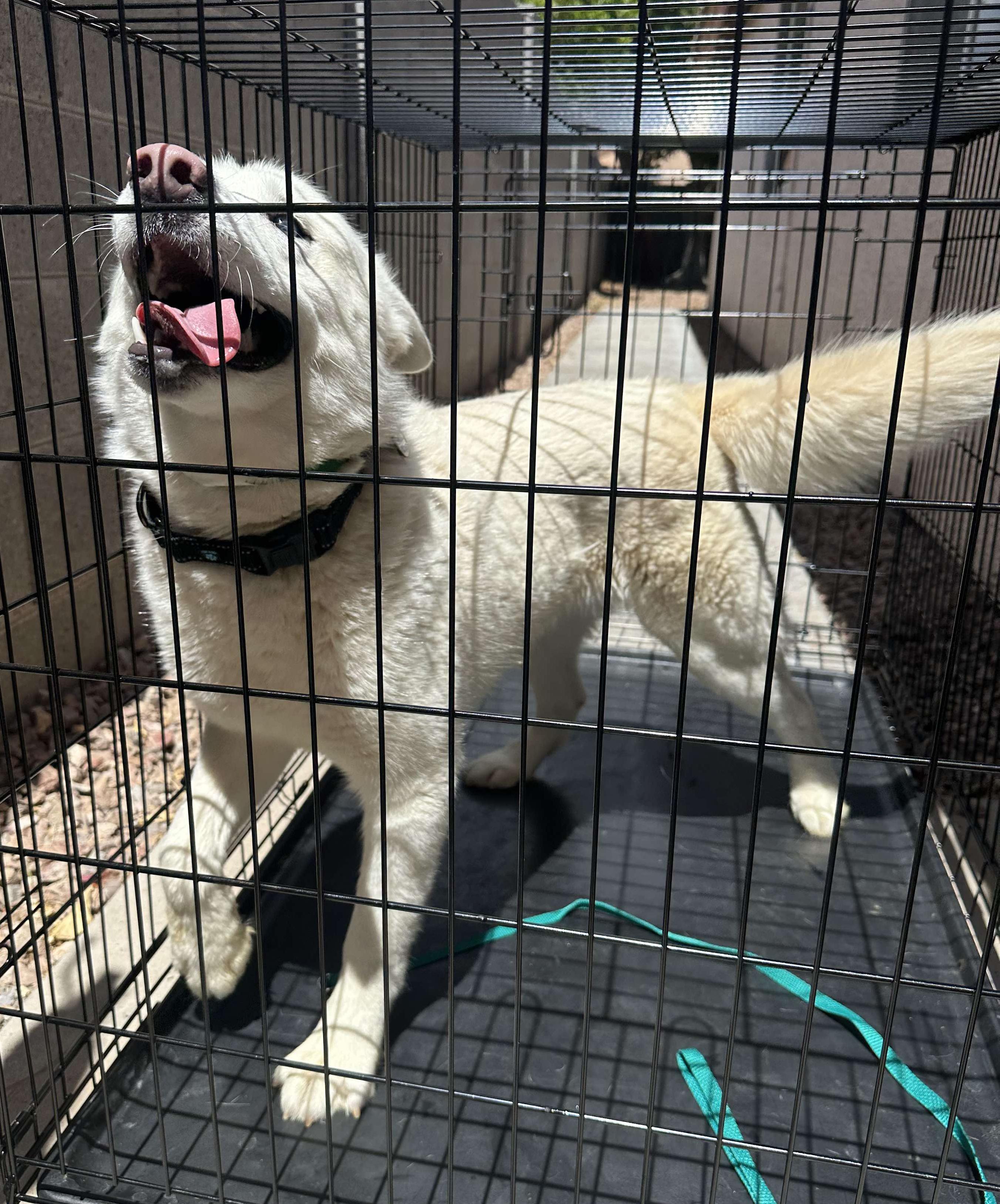 Kraven, a Adoptable Siberian Husky in Scottsdale, AZ image 6/6