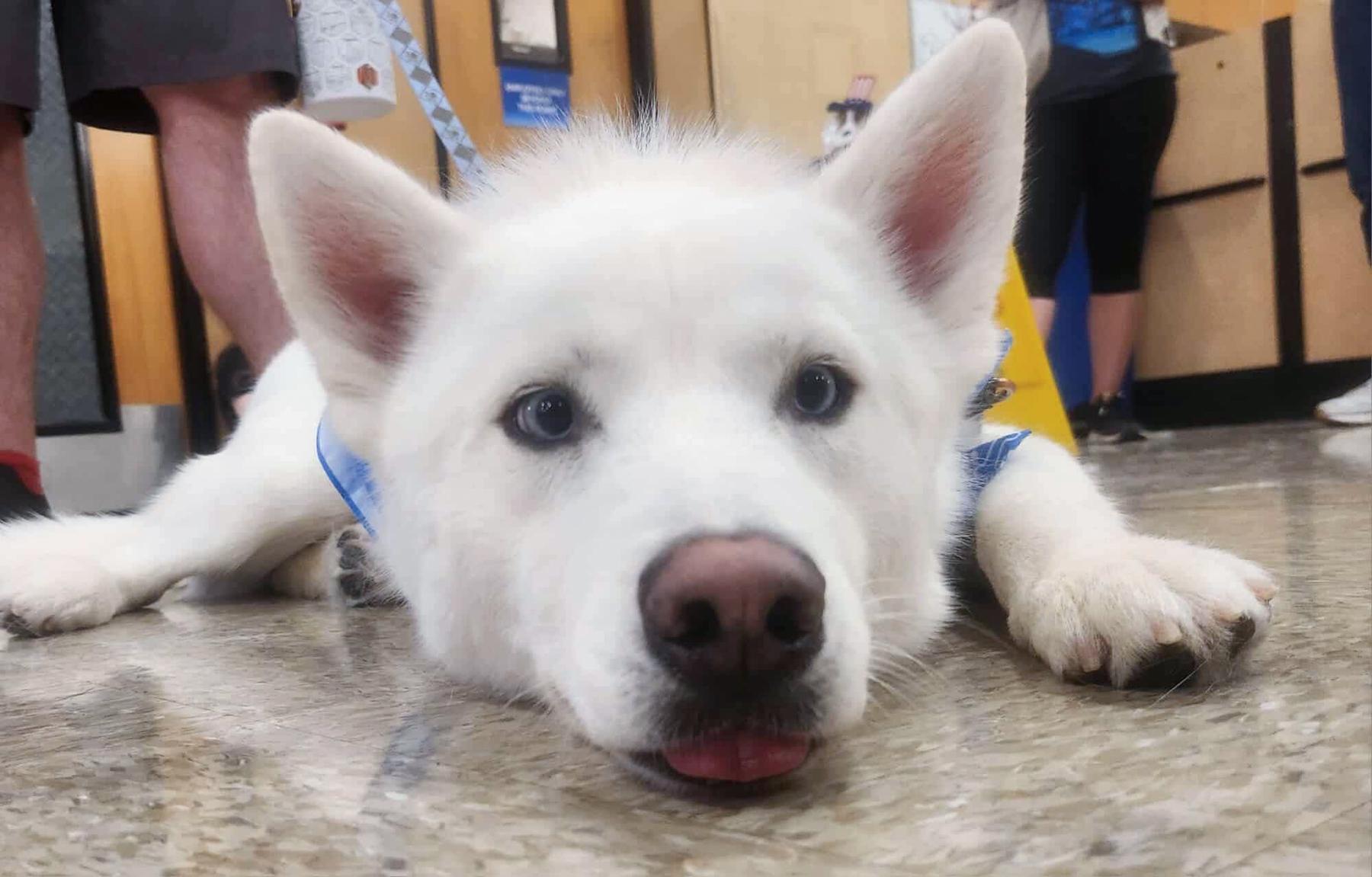 Kraven, Adoptable, Young Male Siberian Husky.