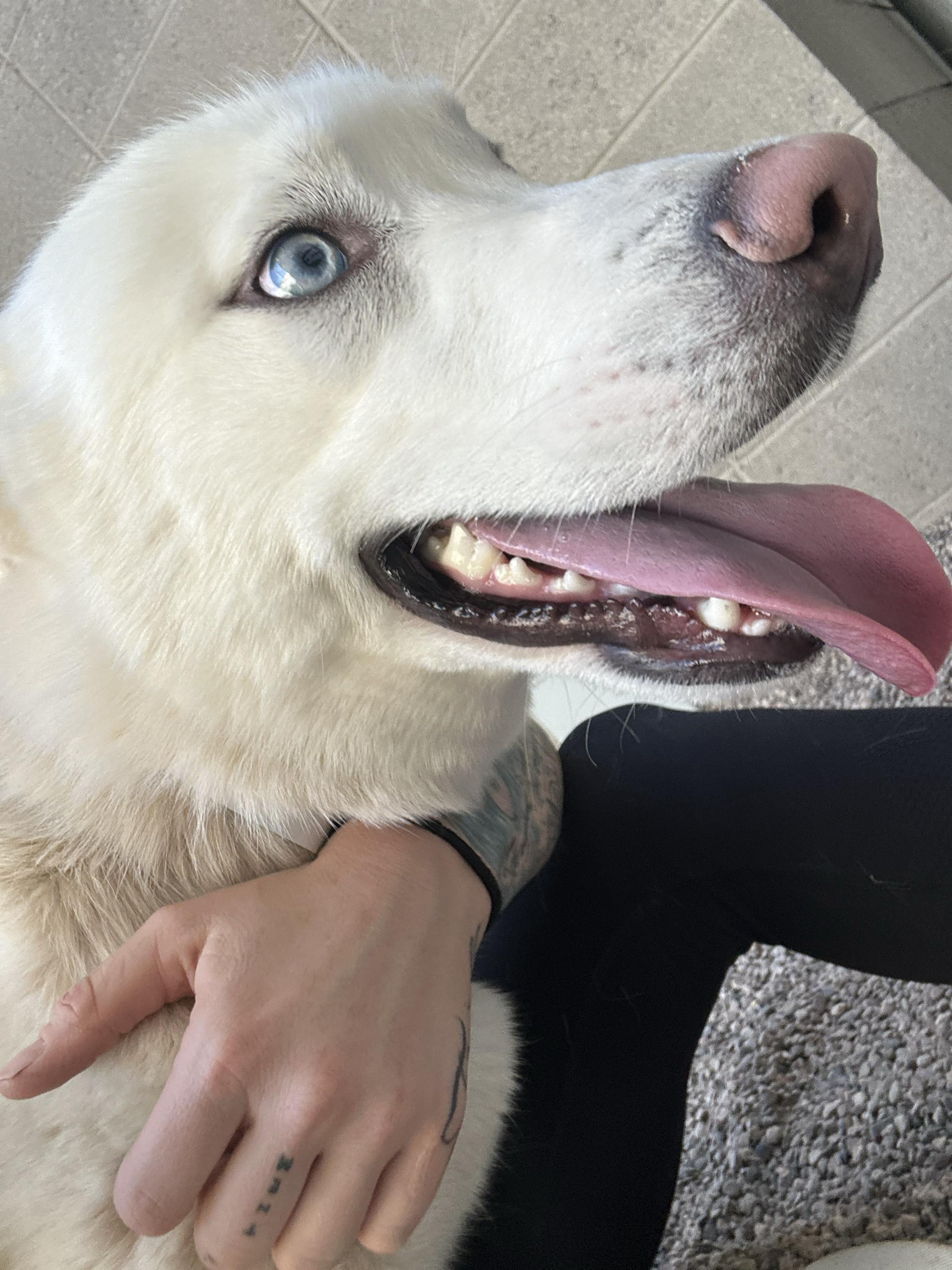 Kraven, a Adoptable Siberian Husky in Scottsdale, AZ image 3/6