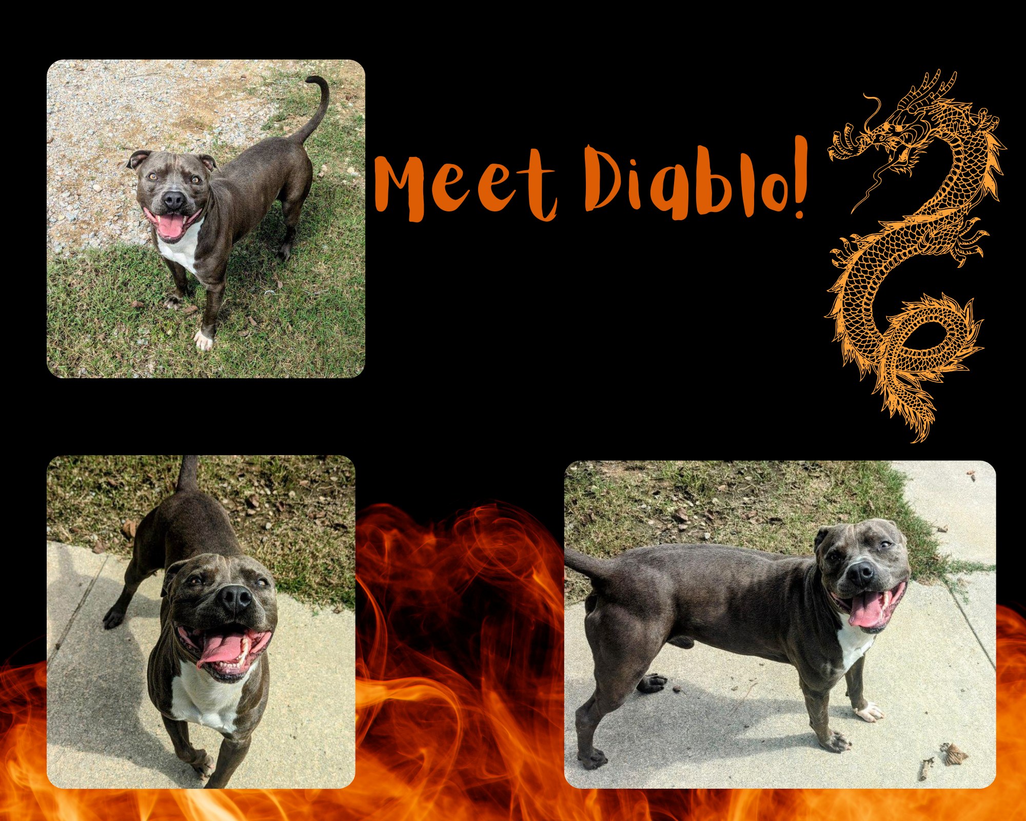 Enlarge Diablo, a Adoptable American Staffordshire Terrier in Colonial Heights, VA image 1/1
