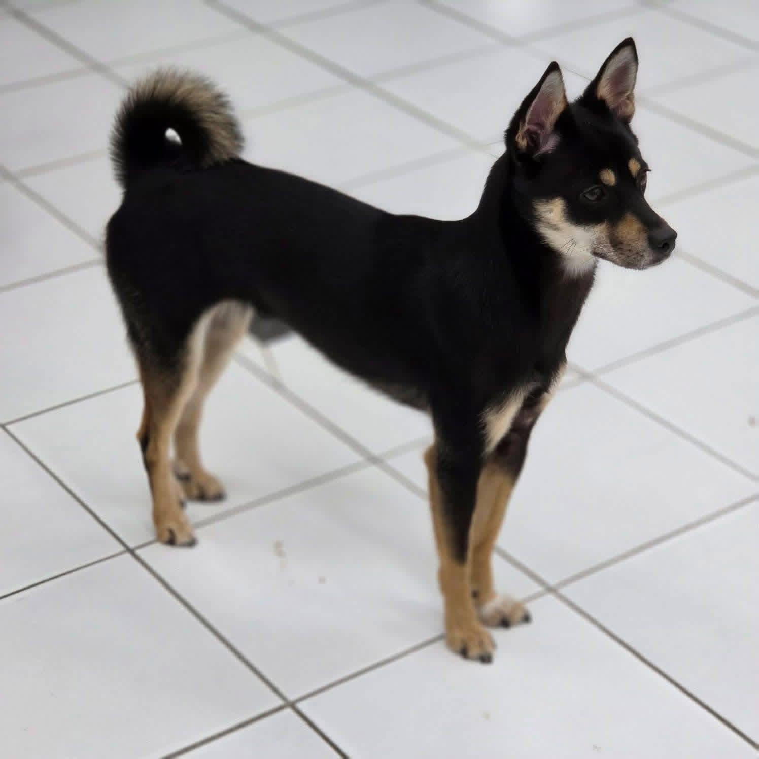 Enlarge HWA-RI, a Adoptable mixed breed in Langley, BC image 1/4