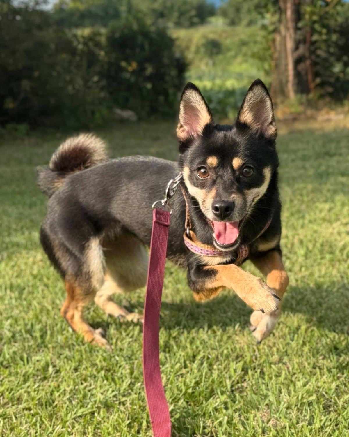 Enlarge HWA-RI, a Adoptable mixed breed in Langley, BC image 2/4