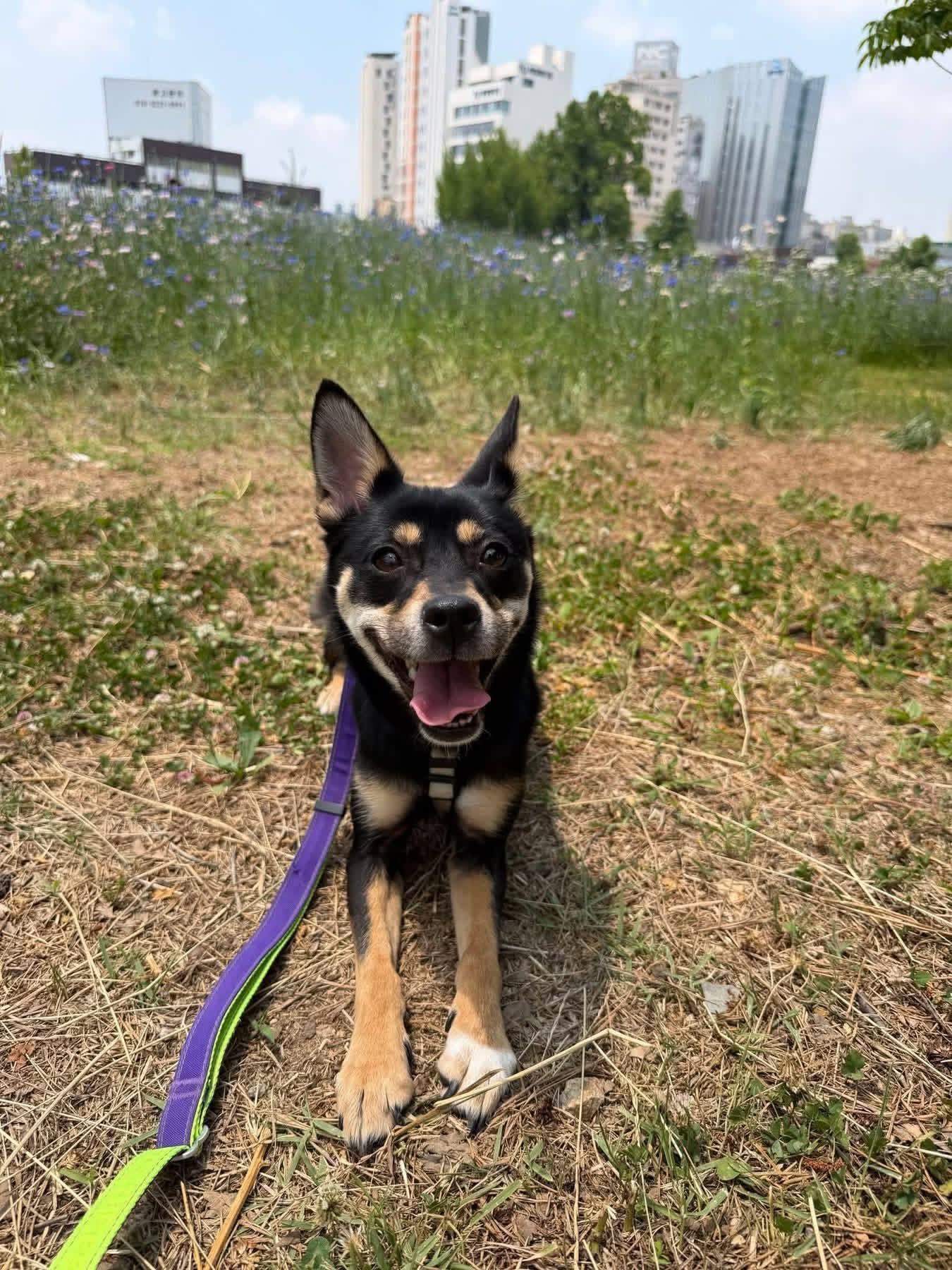 Enlarge HWA-RI, a Adoptable mixed breed in Langley, BC image 4/4
