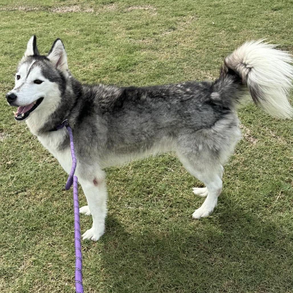Enlarge Nanook, a Adoptable Mixed Breed in Dickinson, TX image 1/6
