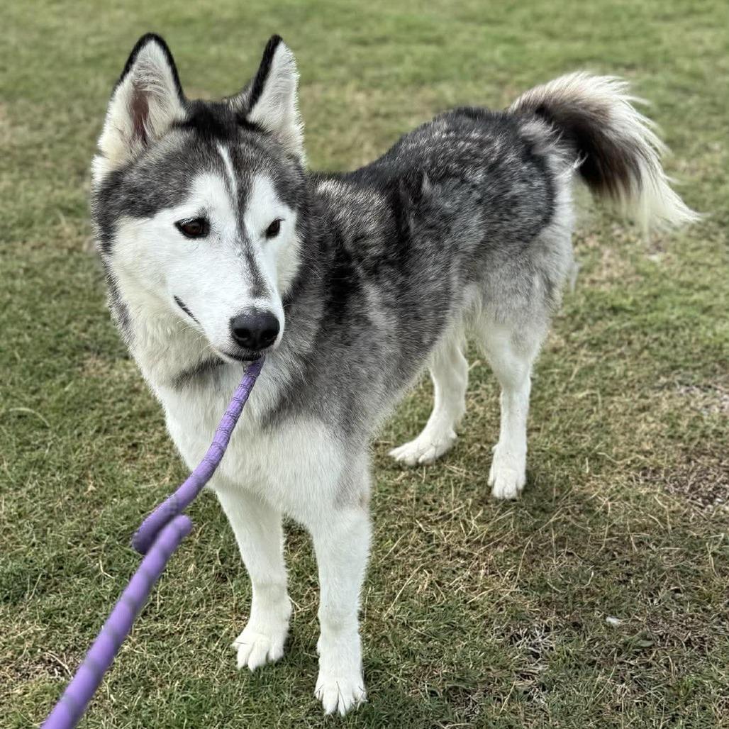 Enlarge Nanook, a Adoptable Mixed Breed in Dickinson, TX image 3/6