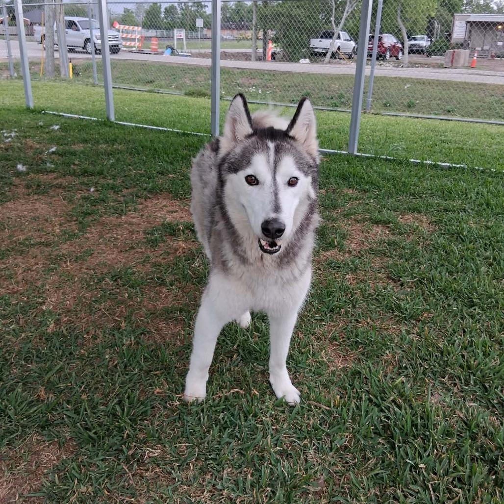 Enlarge Nanook, a Adoptable Mixed Breed in Dickinson, TX image 4/6