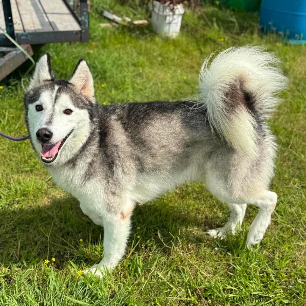 Nanook, a Adoptable Mixed Breed in Dickinson, TX image 4/6