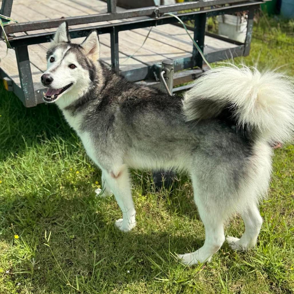 Nanook, a Adoptable Mixed Breed in Dickinson, TX image 4/6