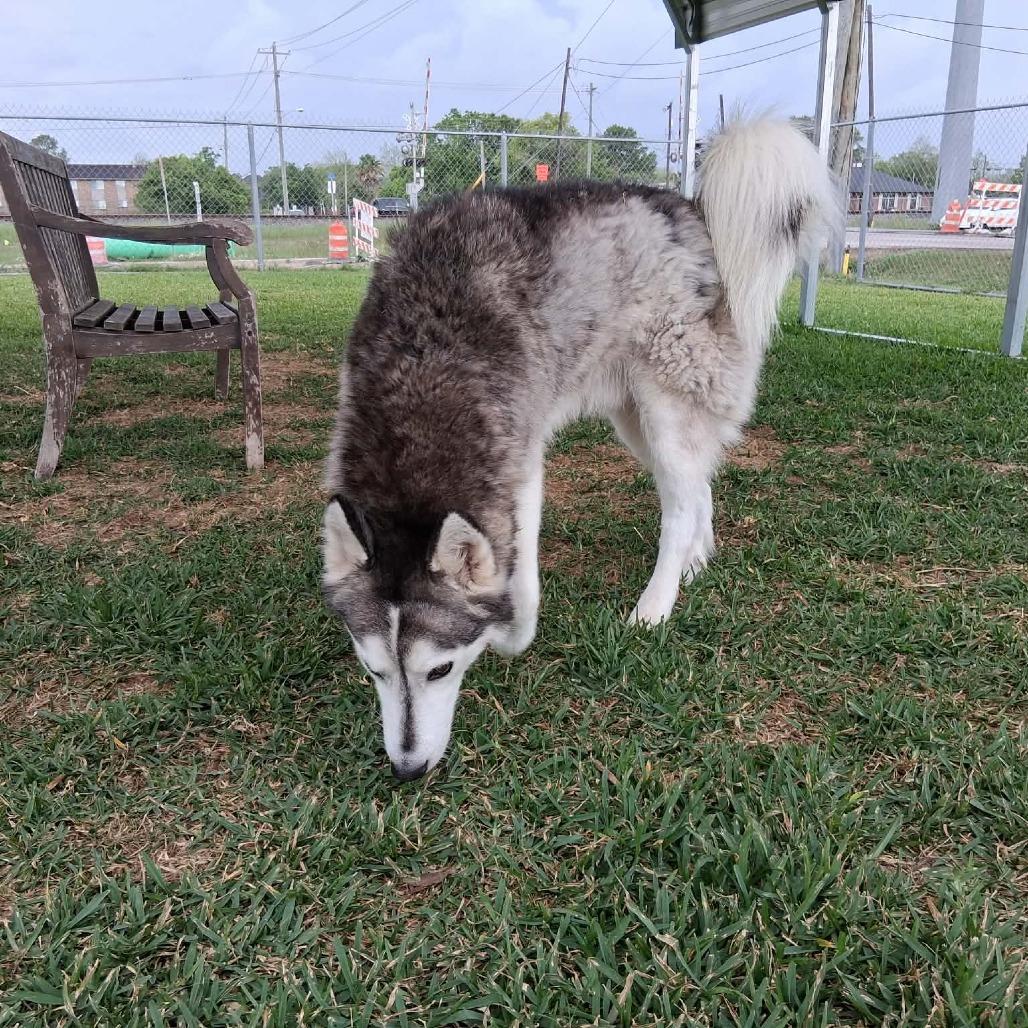 Enlarge Nanook, a Adoptable Mixed Breed in Dickinson, TX image 5/6