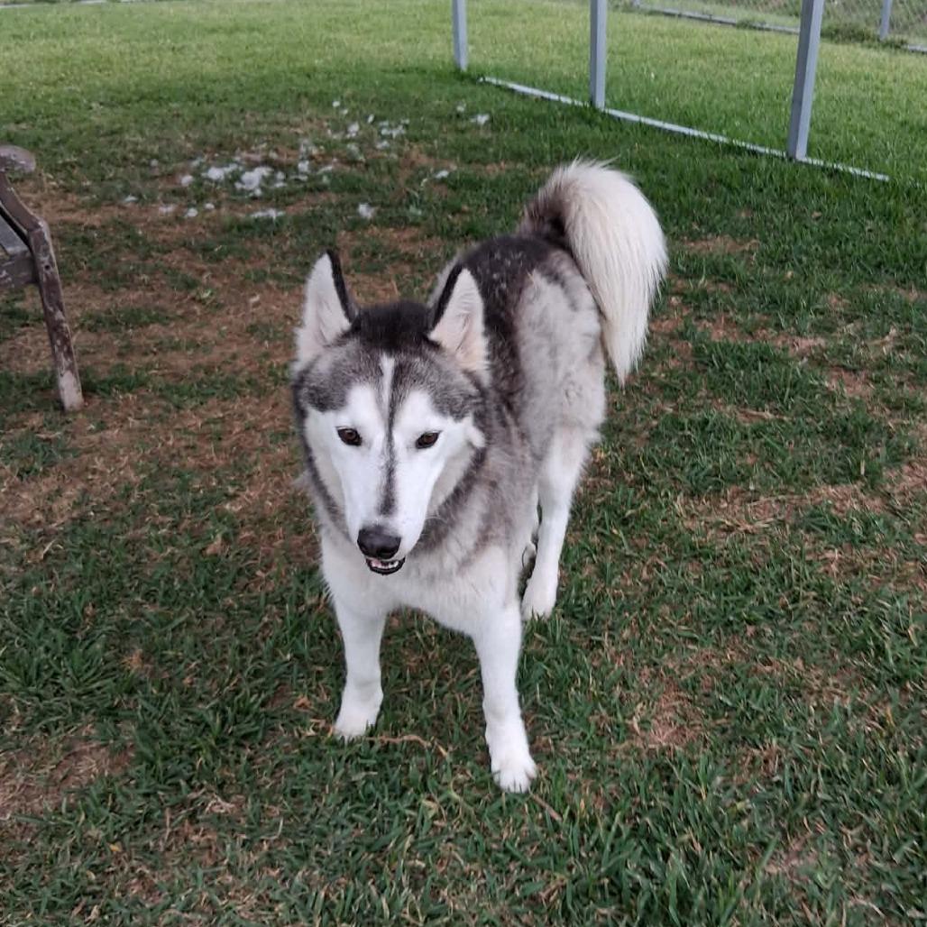 Enlarge Nanook, a Adoptable Mixed Breed in Dickinson, TX image 6/6