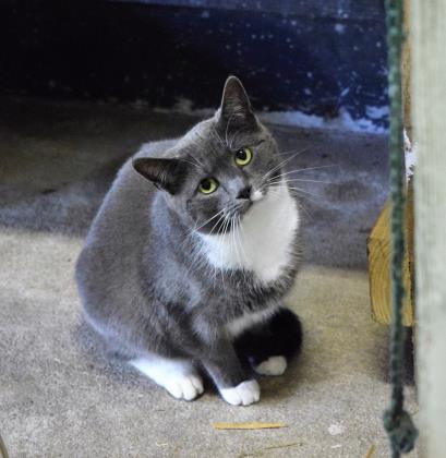 Eleanor, a Adoptable mixed breed in Hollywood, SC image 1/2