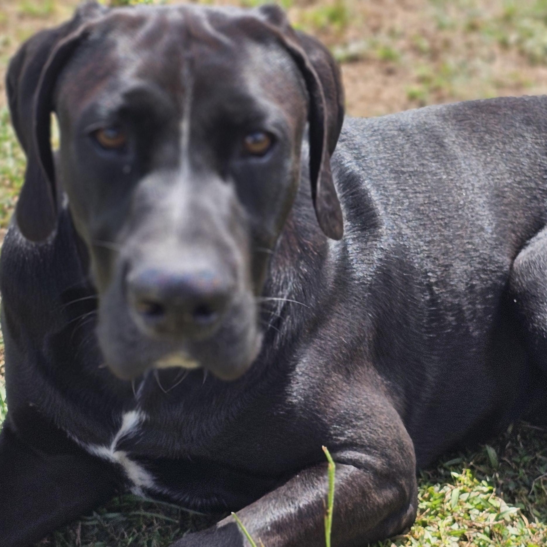 Jet, a Adoptable mixed breed in Hagerstown, MD image 2/4