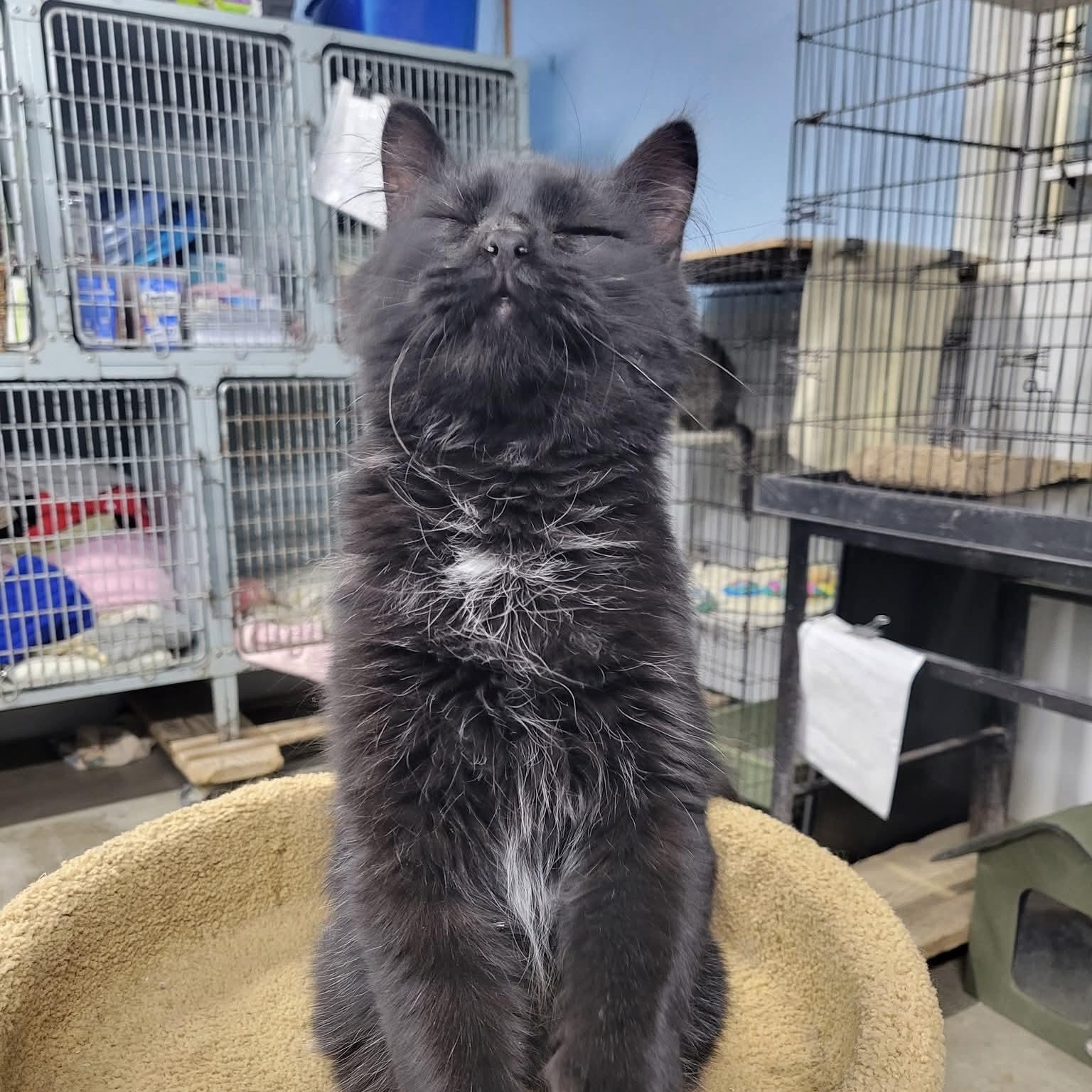 Romeo, a Adoptable Domestic Long Hair image 1/4