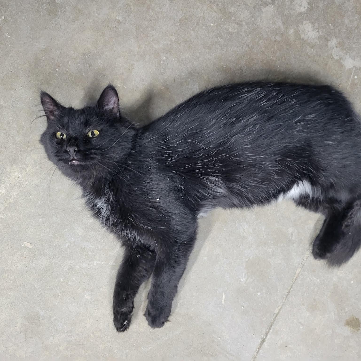 Romeo, a Adoptable Domestic Long Hair image 2/4