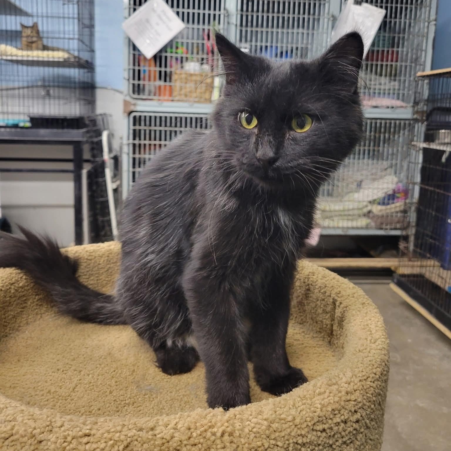 Romeo, a Adoptable Domestic Long Hair image 3/4