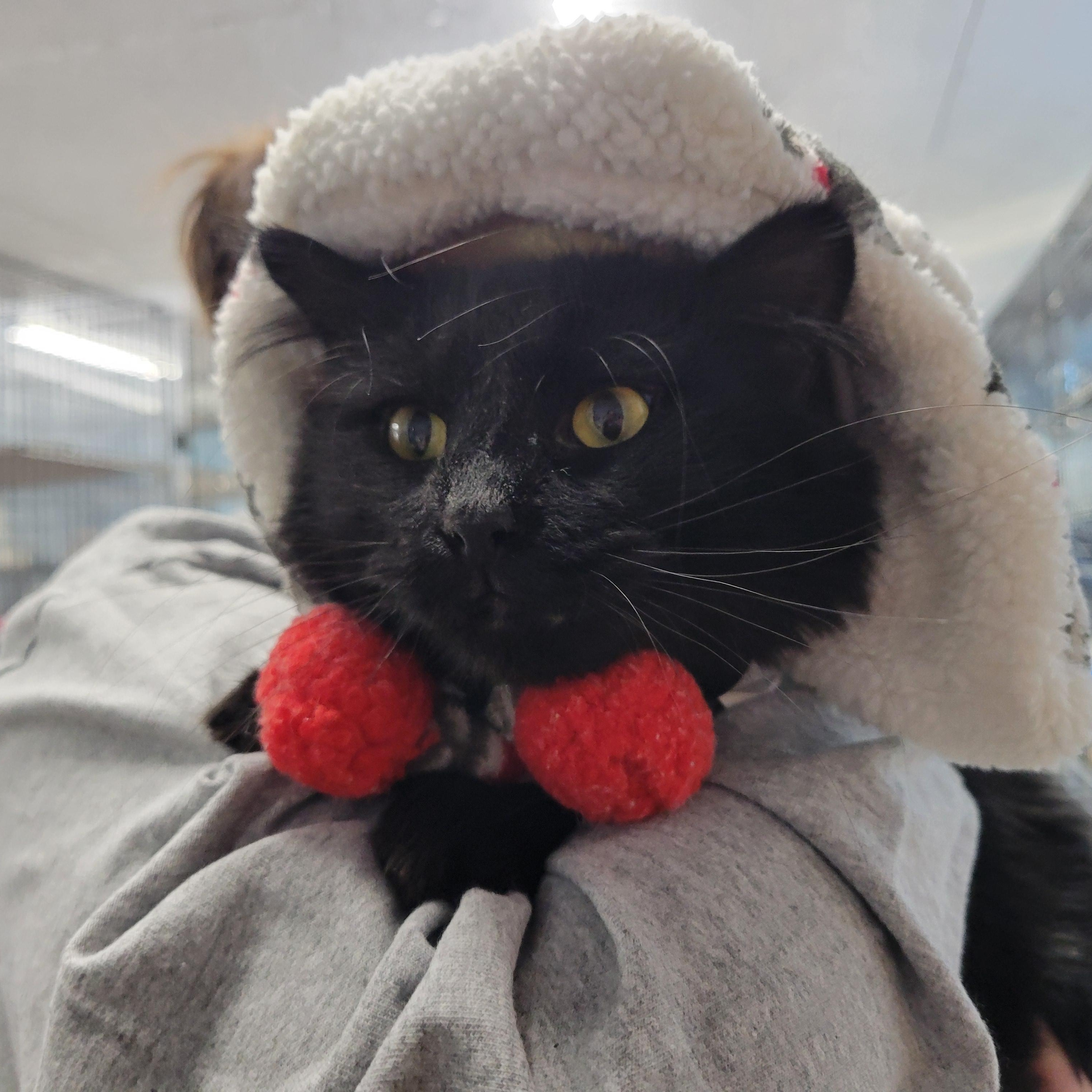 Romeo, a Adoptable Domestic Long Hair image 4/4