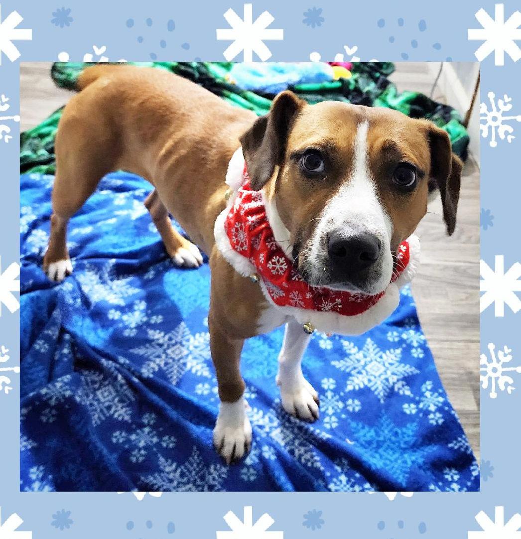 Enlarge Zara, a ADOPTABLE mixed breed in Lake Geneva, WI image 6/6