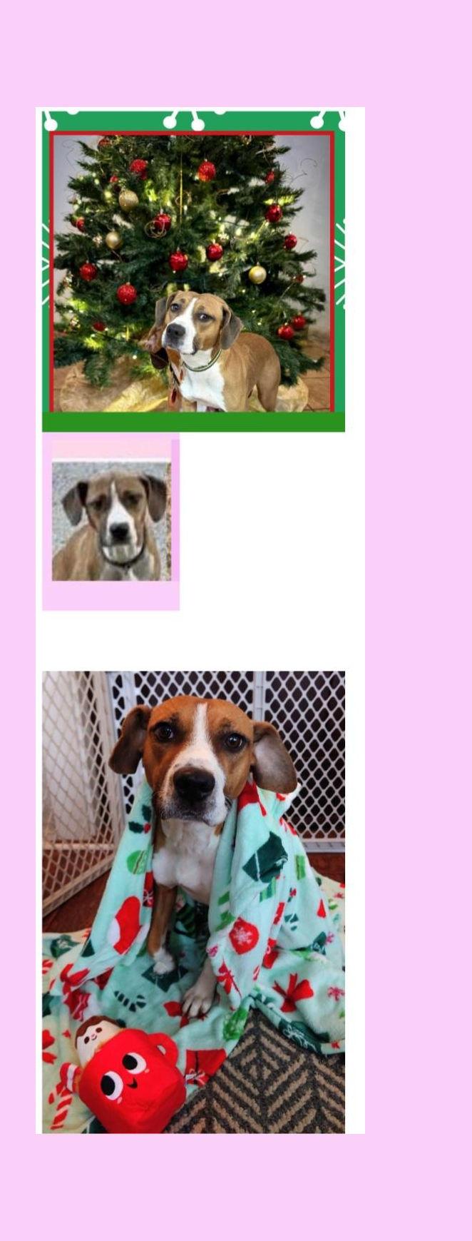 Enlarge Zara, a ADOPTABLE mixed breed in Lake Geneva, WI image 4/6