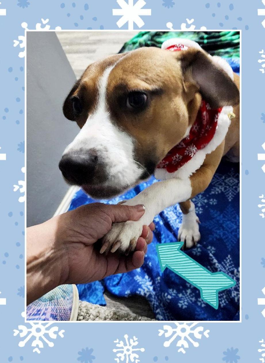 Enlarge Zara, a ADOPTABLE mixed breed in Lake Geneva, WI image 3/6