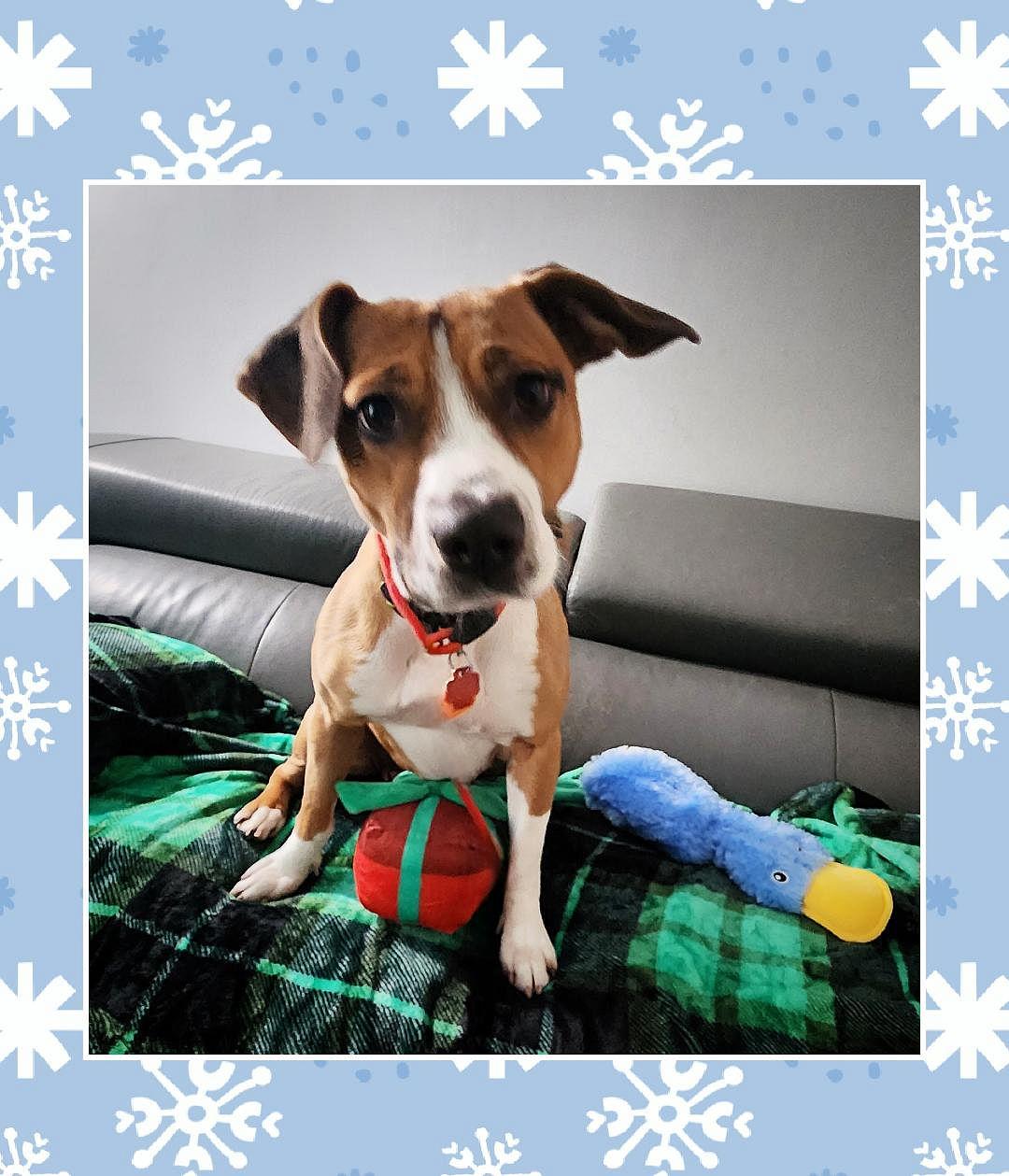 Enlarge Zara, a ADOPTABLE mixed breed in Lake Geneva, WI image 1/6