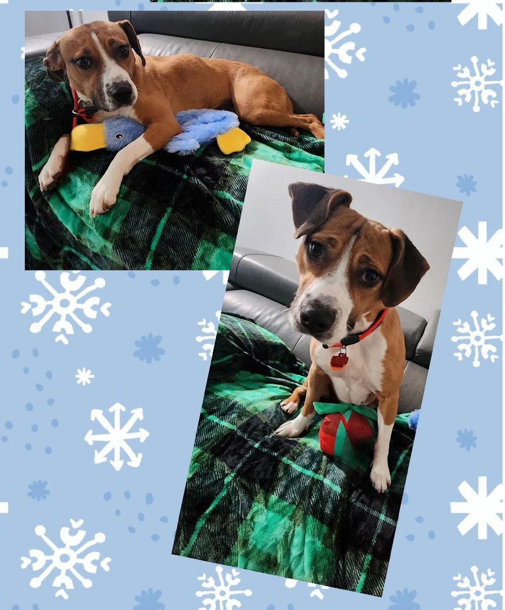 Enlarge Zara, a ADOPTABLE mixed breed in Lake Geneva, WI image 2/6