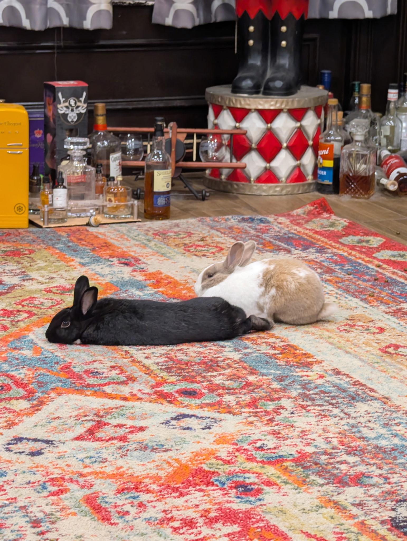 Enlarge Jonny and Delilah, a Adoptable American in Irvine, CA image 1/5