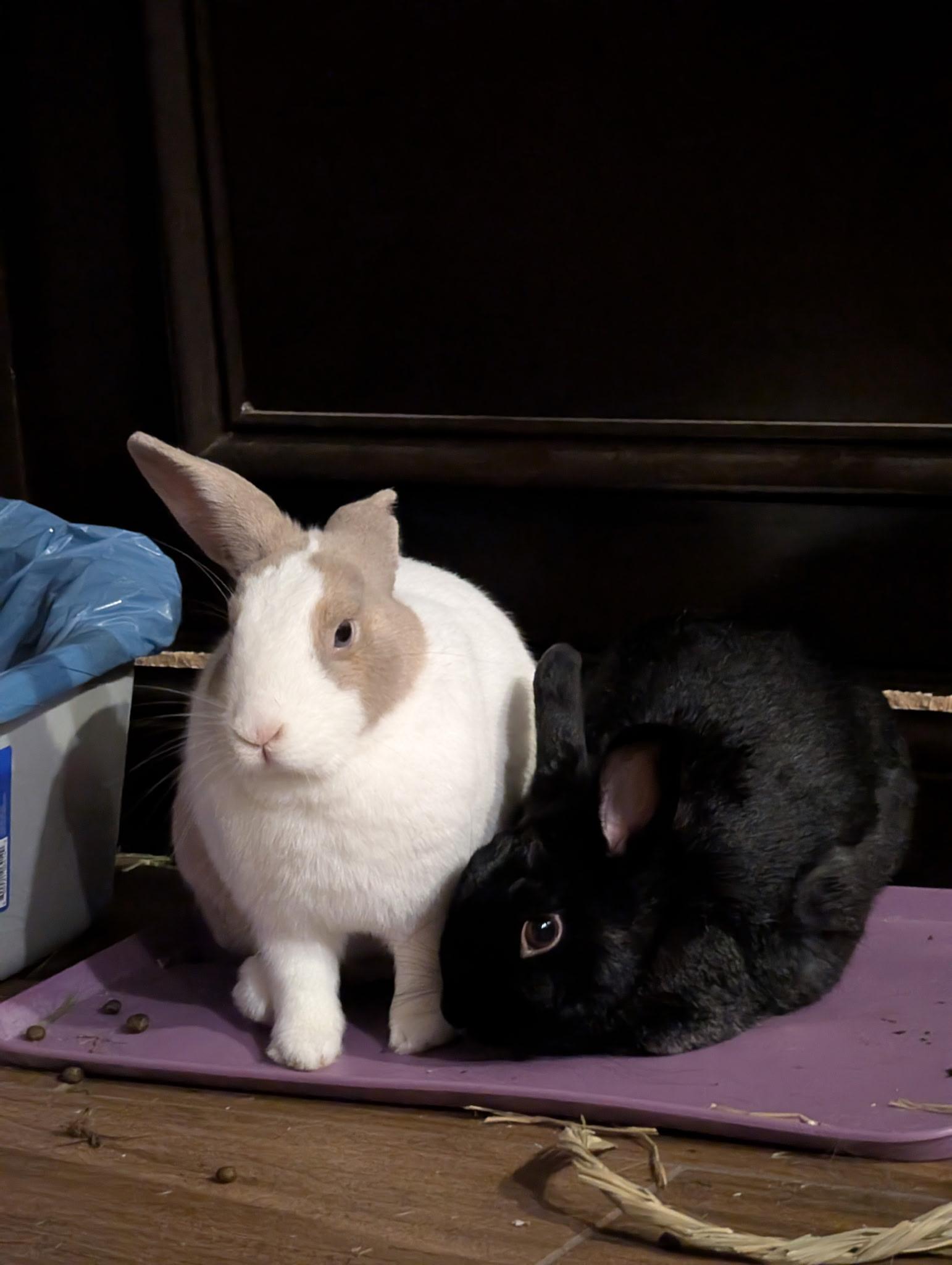 Enlarge Jonny and Delilah, a Adoptable American in Irvine, CA image 2/5