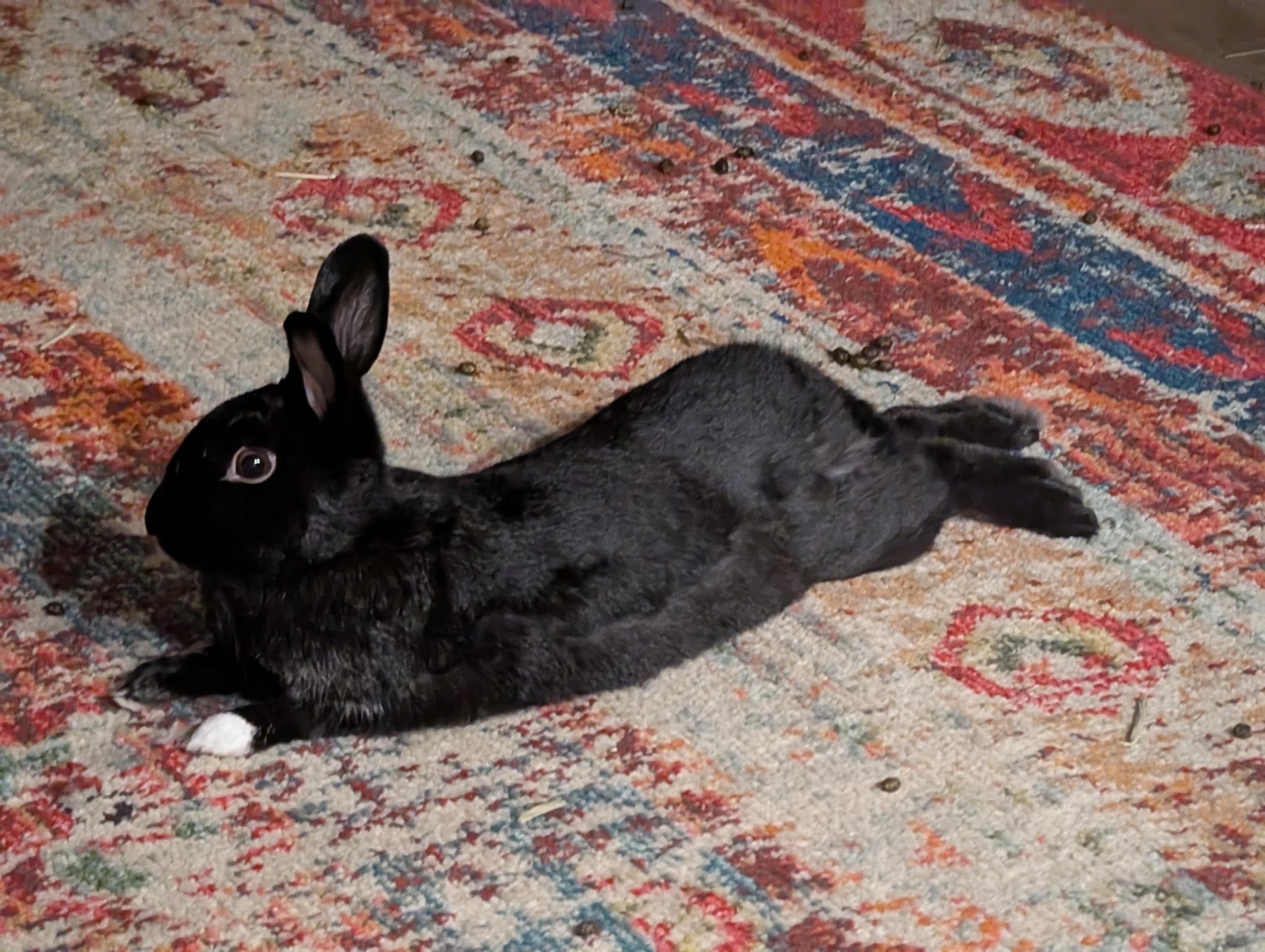 Enlarge Jonny and Delilah, a Adoptable American in Irvine, CA image 4/5