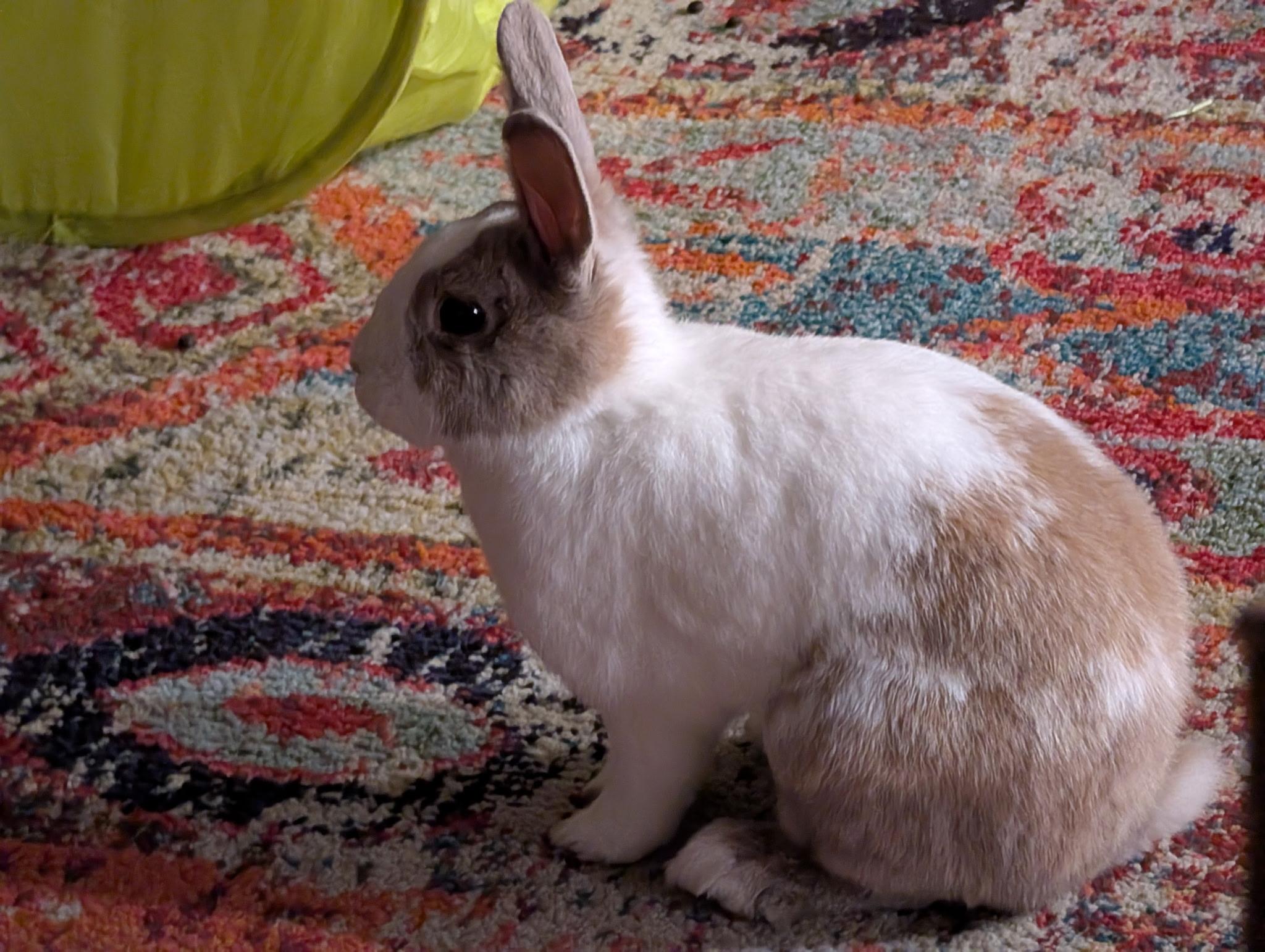 Enlarge Jonny and Delilah, a Adoptable American in Irvine, CA image 5/5