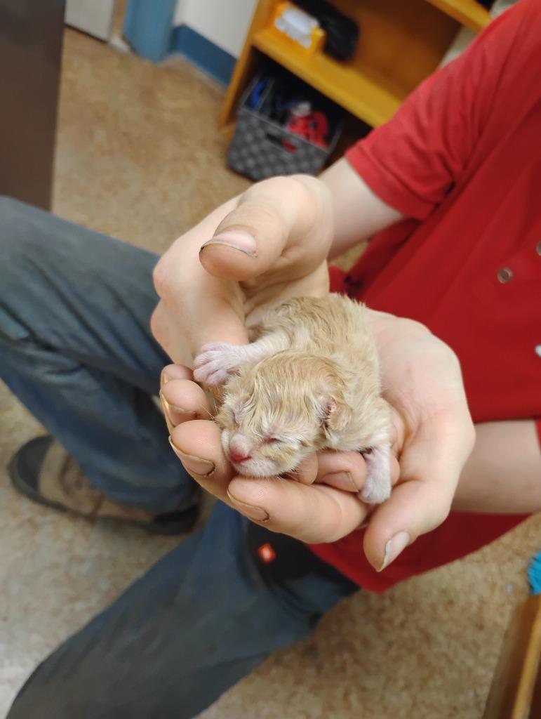 Peanut, Adoptable, Young Male Domestic Short Hair.