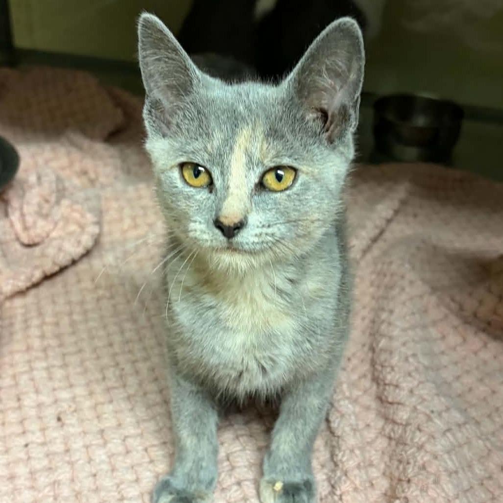 Frappe, Adoptable, Kitten Female Domestic Short Hair.