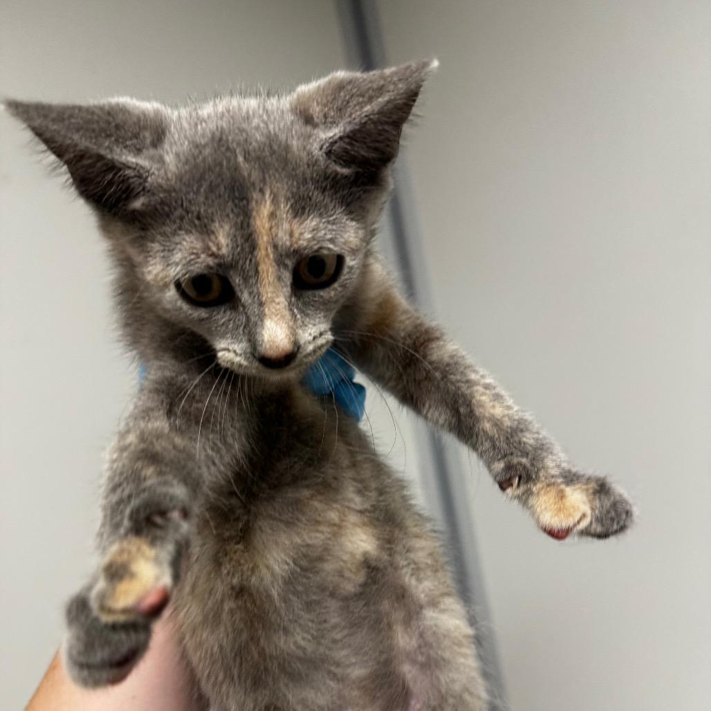 Enlarge Frappe, a Adoptable Domestic Short Hair in Concord, NC image 2/2