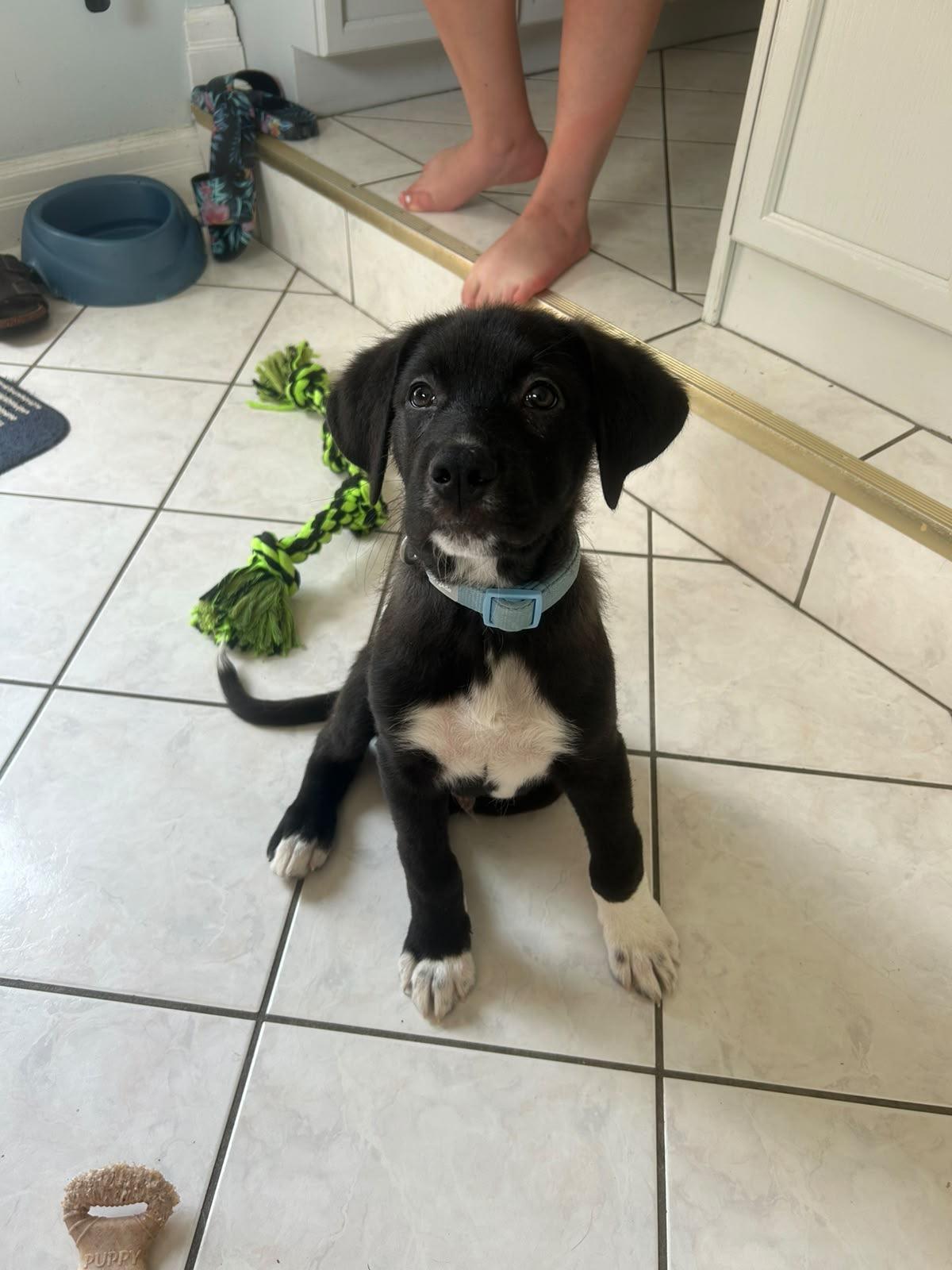 Enlarge Barney, a ADOPTABLE mixed breed in Newmarket, ON image 2/5
