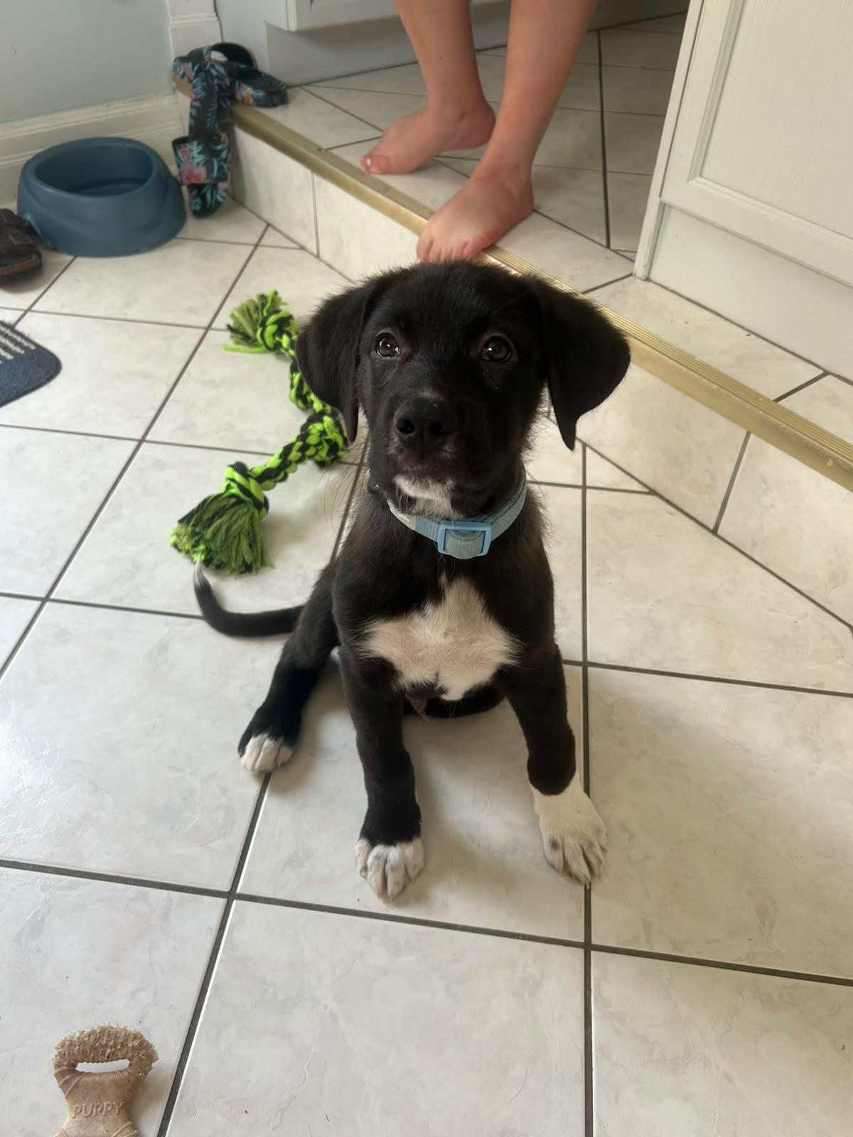 Barney, ADOPTABLE, Puppy Male Black Labrador Retriever.