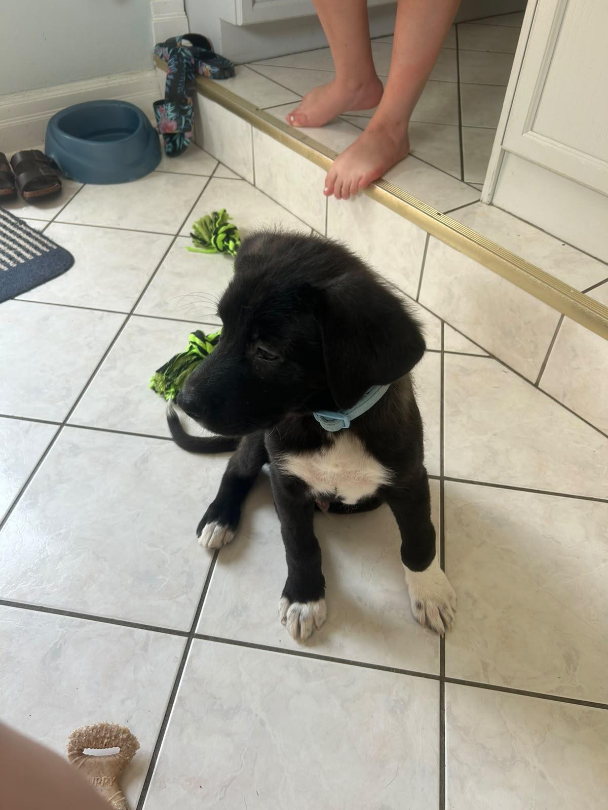 Enlarge Barney, a ADOPTABLE mixed breed in Newmarket, ON image 5/5