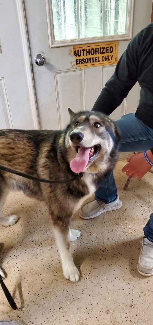 Dog for adoption Koda, a German Shepherd Dog & Alaskan Malamute Mix in Walthill, NE Petfinder