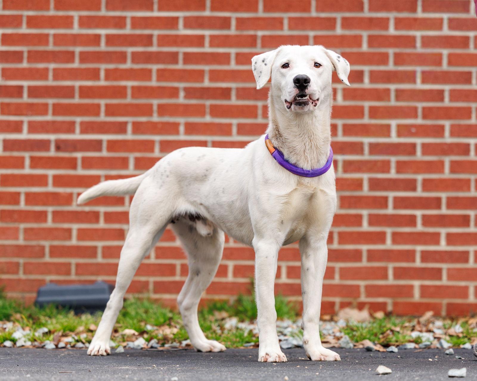 Enlarge Tanner, a Adoptable Mixed Breed in Durham, NC image 2/3